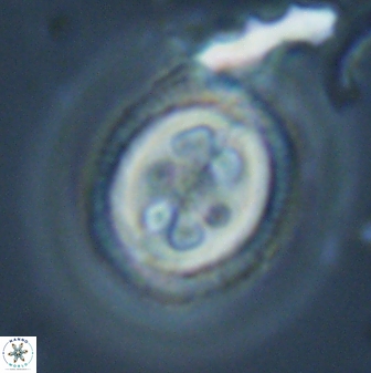 Toweius tovae 24833