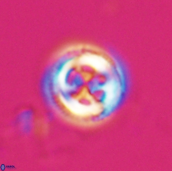 Toweius tovae 25067