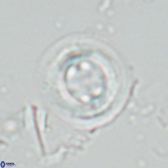 Toweius tovae 25070