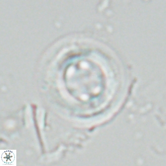 Toweius tovae 25070
