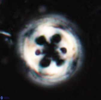 Toweius tovae 25297
