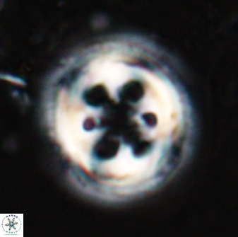Toweius tovae 25297