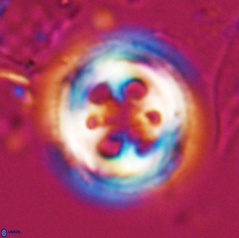 Toweius tovae 25298