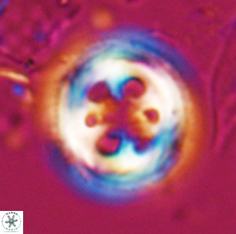 Toweius tovae 25298