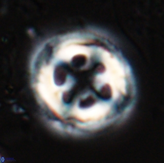 Toweius tovae 25304