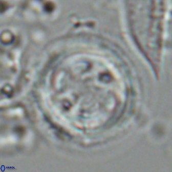 Toweius tovae 25306