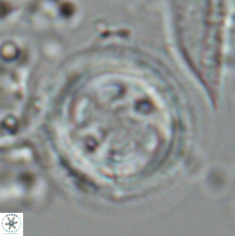 Toweius tovae 25306