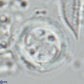 Toweius tovae 25307