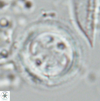 Toweius tovae 25307