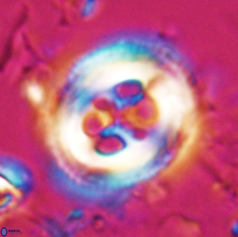 Toweius tovae 25314