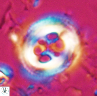Toweius tovae 25314