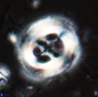Toweius tovae 25315