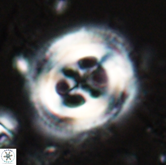 Toweius tovae 25315