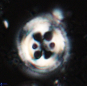 Toweius tovae 25316