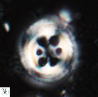 Toweius tovae 25316