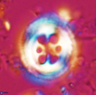 Toweius tovae 25317