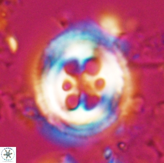 Toweius tovae 25317