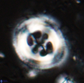 Toweius tovae 25318
