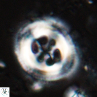 Toweius tovae 25318