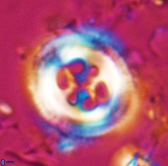 Toweius tovae 25319