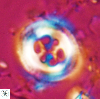 Toweius tovae 25319