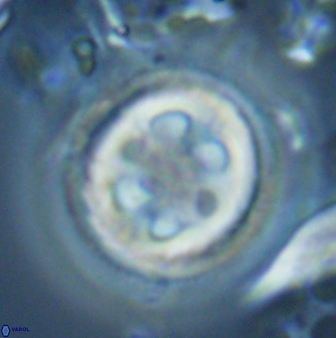Toweius tovae 25311