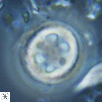 Toweius tovae 25311