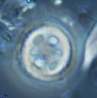 Toweius tovae 25312