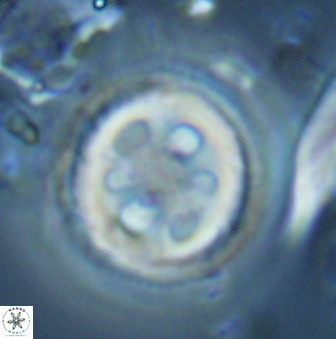 Toweius tovae 25312