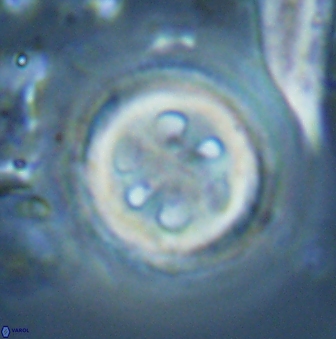 Toweius tovae 25313