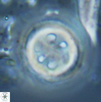 Toweius tovae 25313