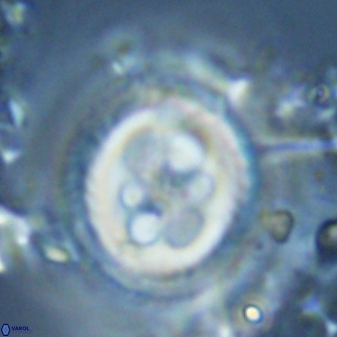 Toweius tovae 25325