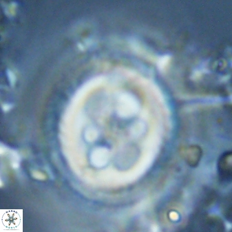 Toweius tovae 25325