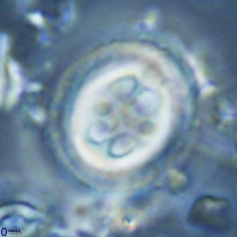 Toweius tovae 25326