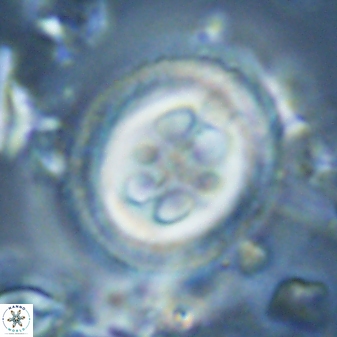 Toweius tovae 25326
