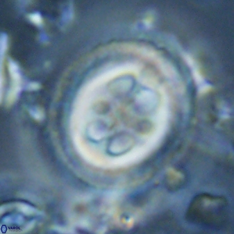 Toweius tovae 25327