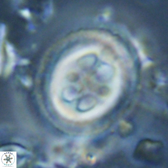 Toweius tovae 25327