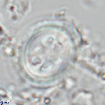 Toweius tovae 25320