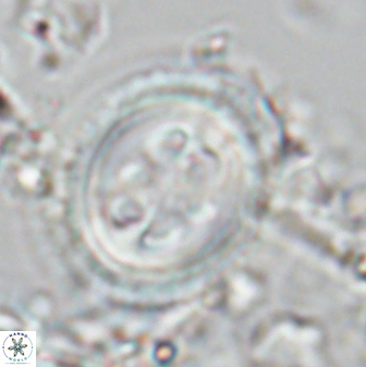 Toweius tovae 25320