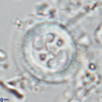 Toweius tovae 25321