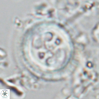 Toweius tovae 25321