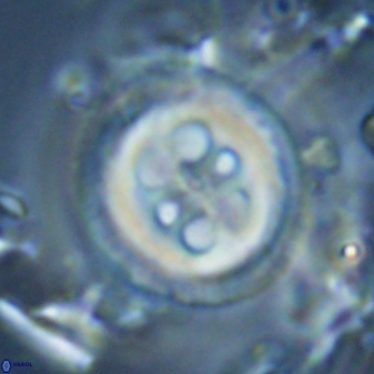 Toweius tovae 25323