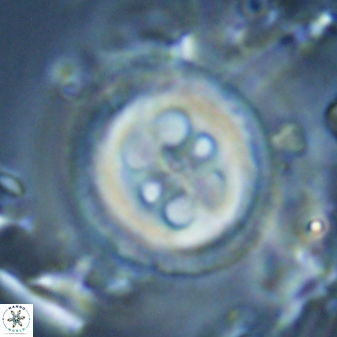 Toweius tovae 25323