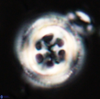 Toweius tovae 23205