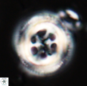 Toweius tovae 23205