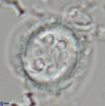 Toweius tovae 23208