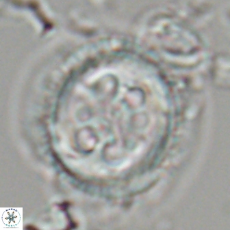 Toweius tovae 23208