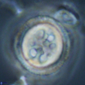 Toweius tovae 23209