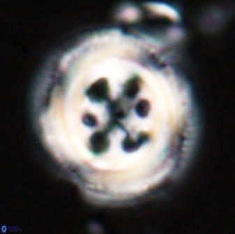 Toweius tovae 23203