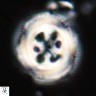 Toweius tovae 23203